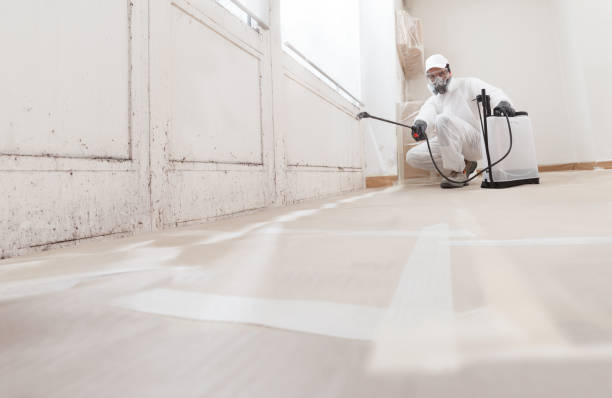 24/7 Emergency Black Mold Remediation experts in Ada, MI
