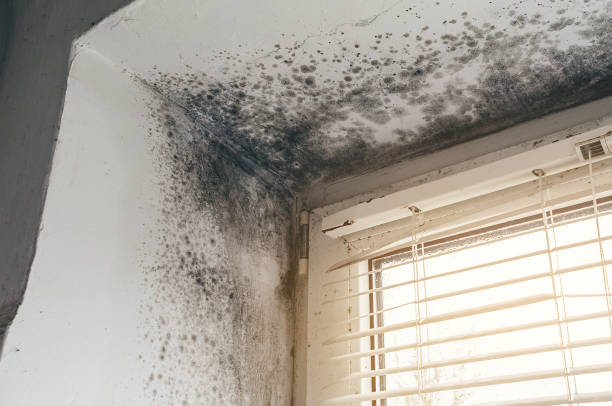 Affordable Black Mold Remediation solutions in Ada, MI