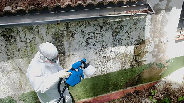 Top rated local Black Mold Remediation specialists in Ada, MI